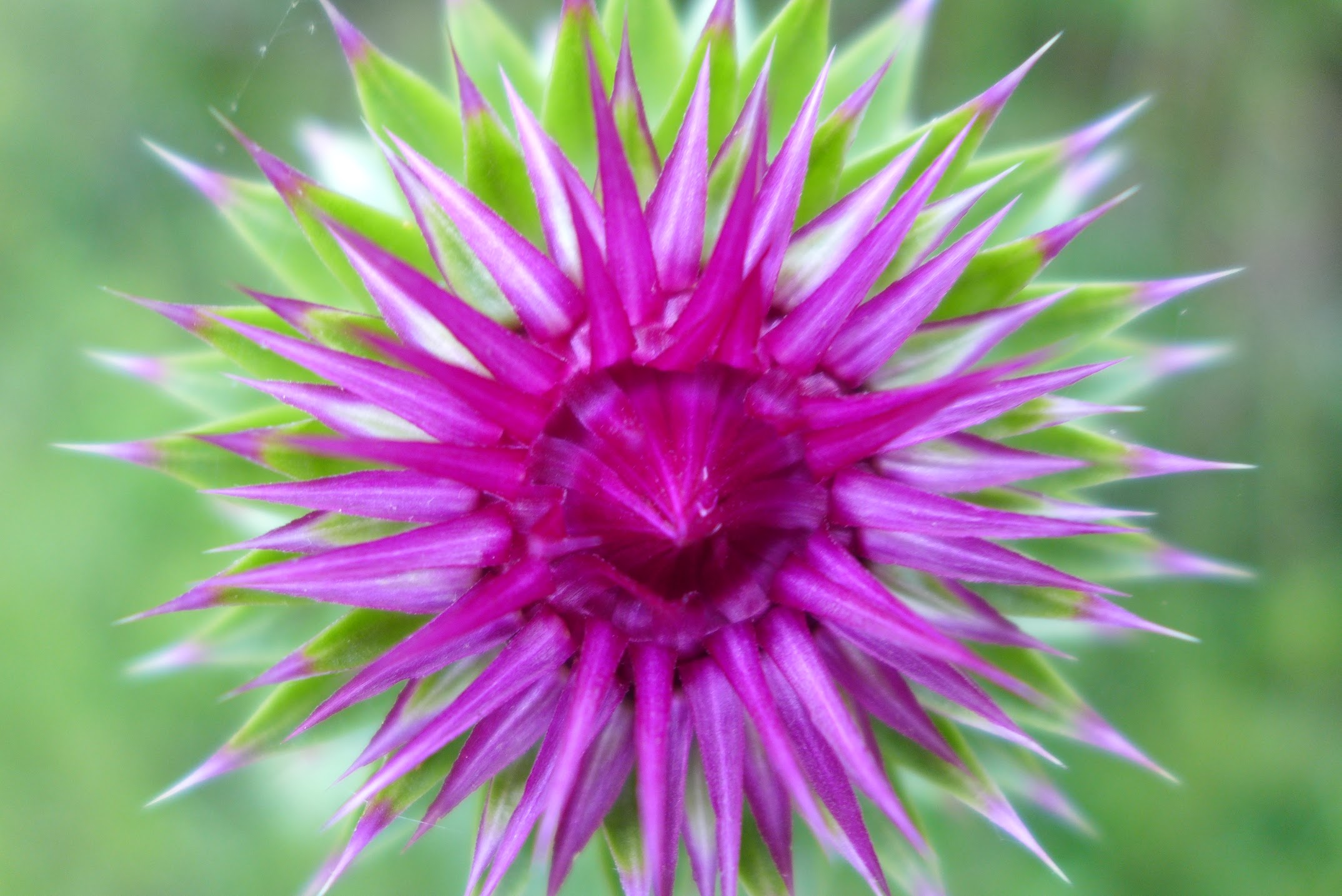 Flower Photography Collection